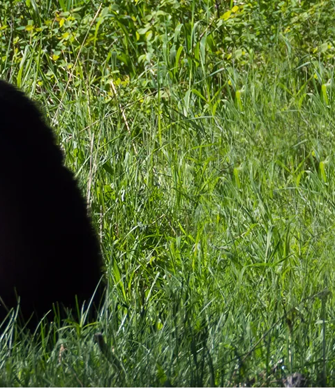 Black bear hunting at Harvest Lodge. at Harvest Lodge, Parkland, Manitoba