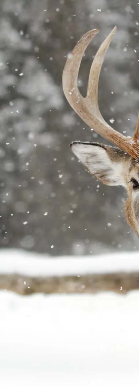 White-tailed deer trophy harvested in the region. at Harvest Lodge, Parkland, Manitoba