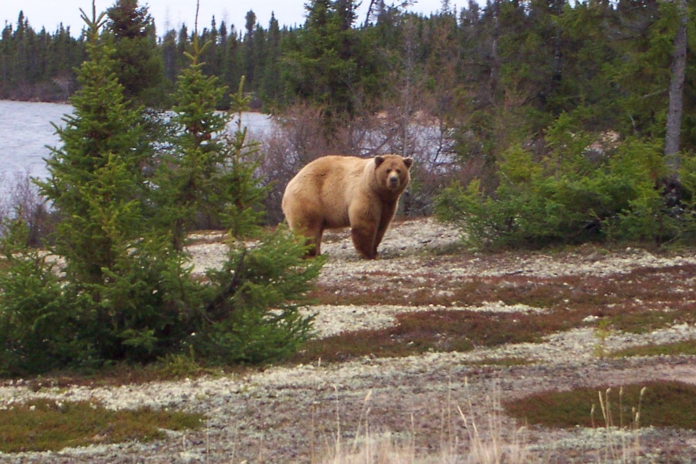 Photo de Munroe Lake Lodge dans le Nord du Manitoba, Mb
