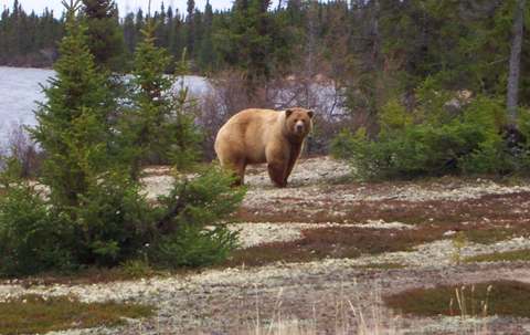 Photo of Munroe Lake Lodge in Northern Manitoba, MB