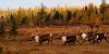 Chalet d'avant-poste du lac Small — North Knife Lake Lodge – North Knife Lake Lodge