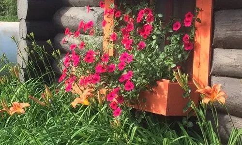 Une jardinière fleurie décore la fenêtre de ce chalet en bois rond.