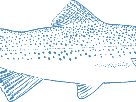 Trout Cabin – Trout Cabin
