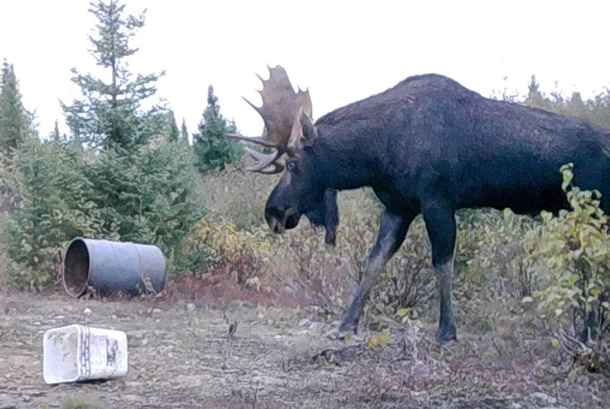 Cabin The Moose - #1 — Whitefish Lodge & Outpost Camps – Whitefish Lodge & Outpost Camps
