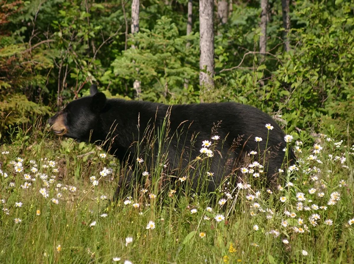 Photo de Buck Lake Outfitters à Muskoka, On