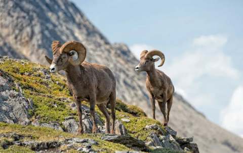 Photo of Rocky Mountain High Outfitters in East Kootenay, BC