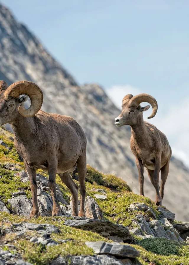 Photo of Rocky Mountain High Outfitters in East Kootenay, BC