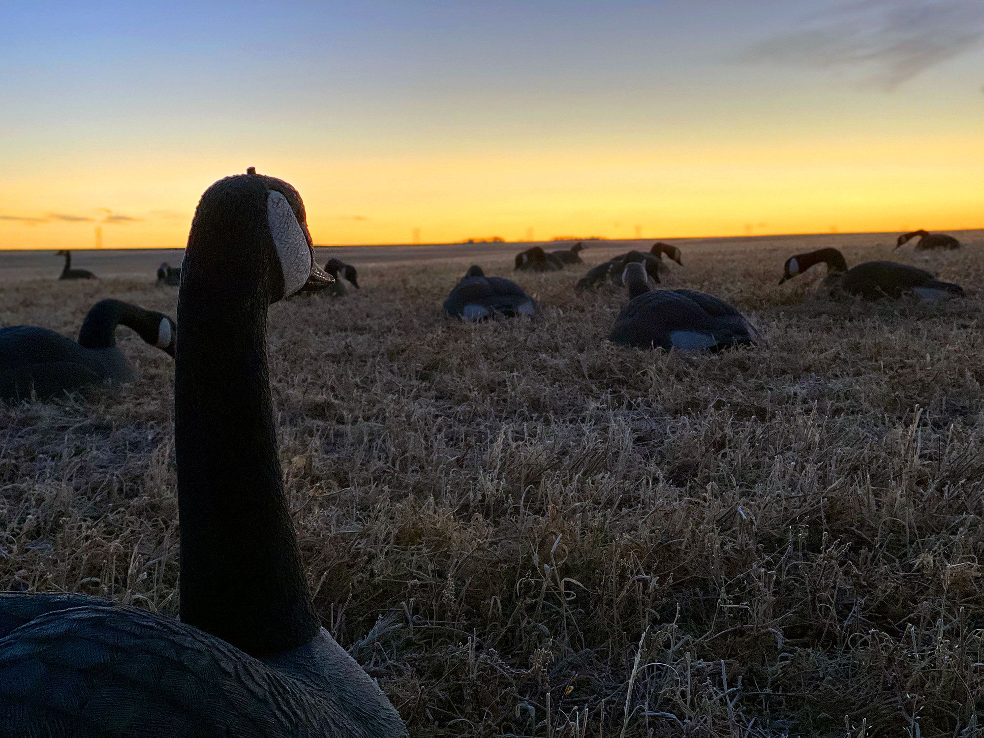 Photo of 12 Gauge Outfitting Ltd. in Grasslands, SK