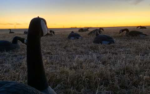 Photo of 12 Gauge Outfitting Ltd. in Grasslands, SK