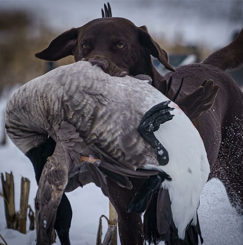The Lodge — Aurora Wings Outfitters – Aurora Wings Outfitters