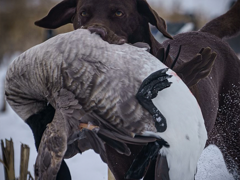 The Lodge – Aurora Wings Outfitters