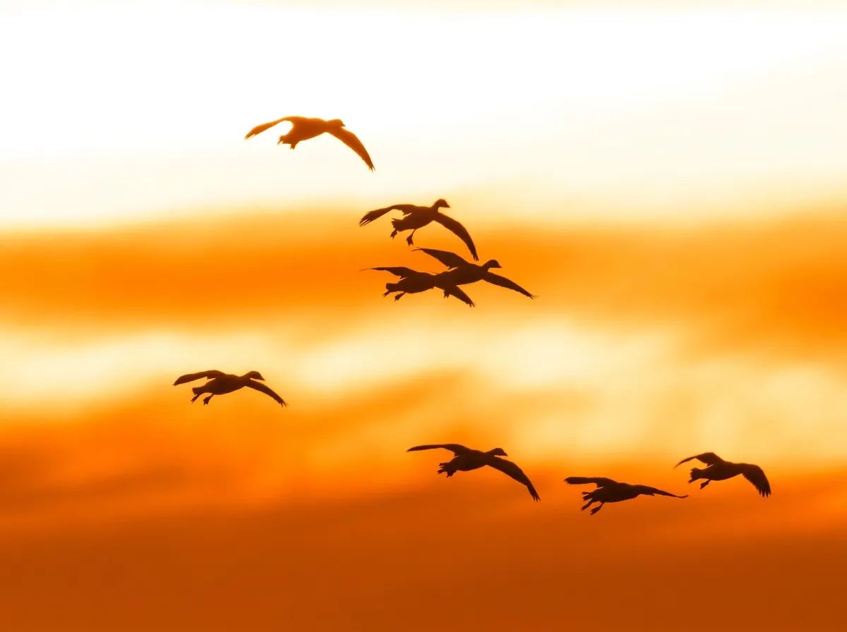 Photo de Black Sheep Waterfowl dans la Vallée de la Souris, Sk