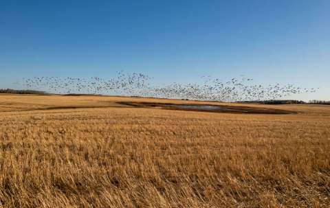 Photo de Canadian Prairie Outfitters en Saskatchewan