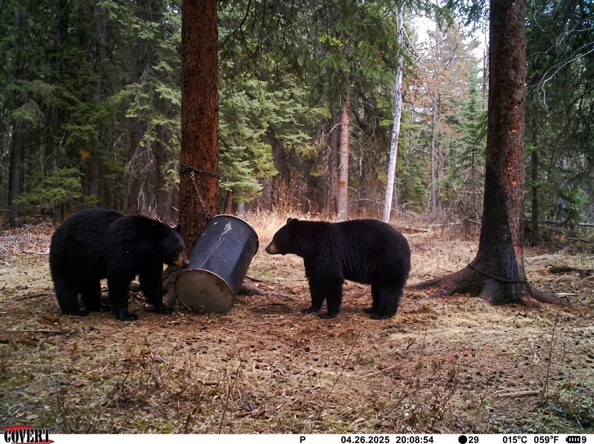 Photo de Cooks Outfitting dans la Région de Meadow Lake, Sk