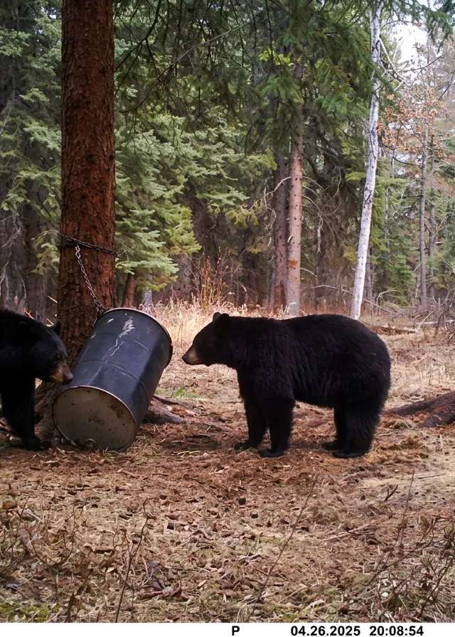 Photo de Cooks Outfitting dans la Région de Meadow Lake, Sk
