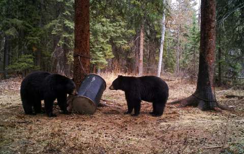 Photo de Cooks Outfitting dans la Région de Meadow Lake, Sk