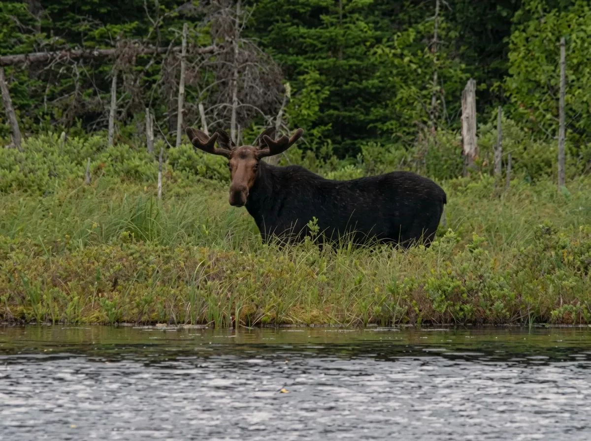 Photo of Adair's Outfitting in Bay of Fundy, NB