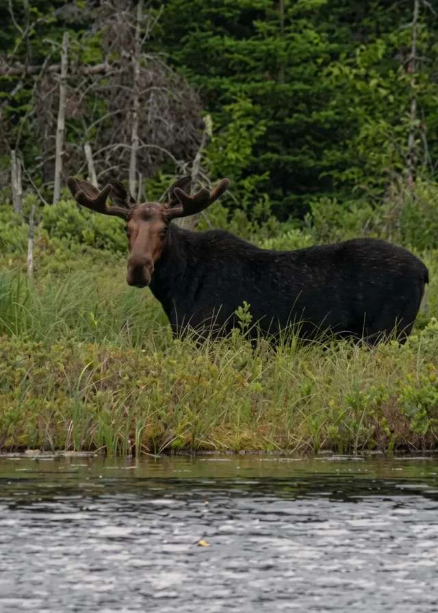 Photo of Adair's Outfitting in Bay of Fundy, NB