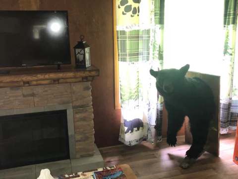 Le salon du camp propose une ambiance rustique avec foyer, télévision et décor thématique.