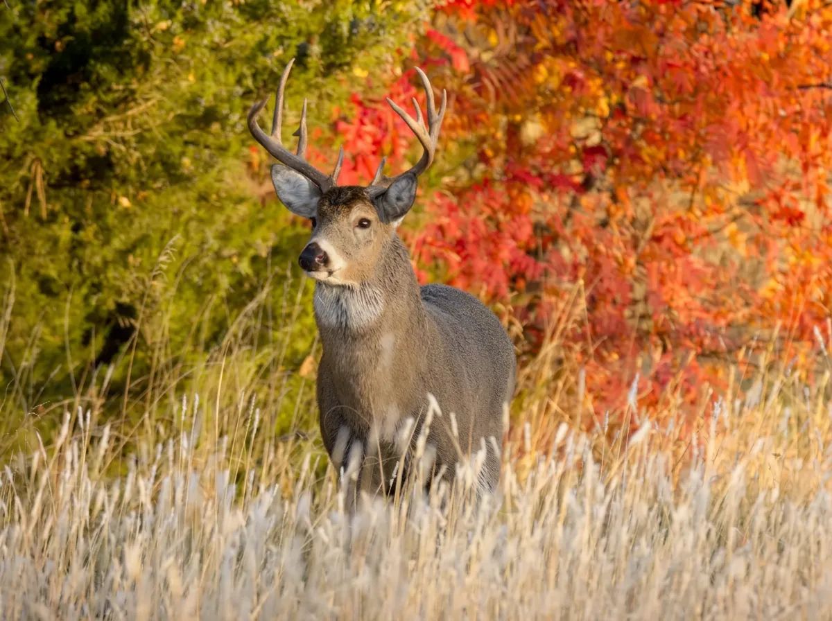 Photo of MB Outfitters in Saint John River Valley, NB