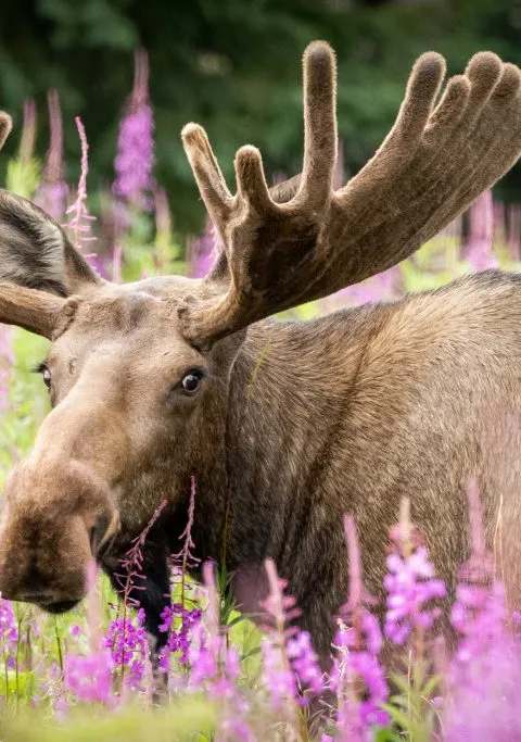 Bull moose in its natural habitat in northern New Brunswick at MB Outfitters, Saint John River Valley, New Brunswick