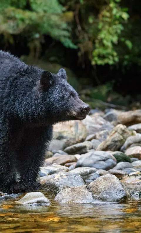 Black bear roaming the forest of northern New Brunswick at MB Outfitters, Saint John River Valley, New Brunswick