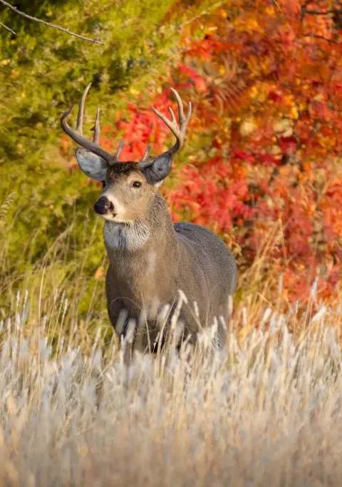 Whitetail buck in the outfitter's hunting territory at MB Outfitters, Saint John River Valley, New Brunswick