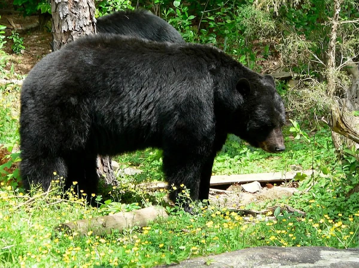 Photo of Bear Facts (Bradford Crouse) in South Shore, NS