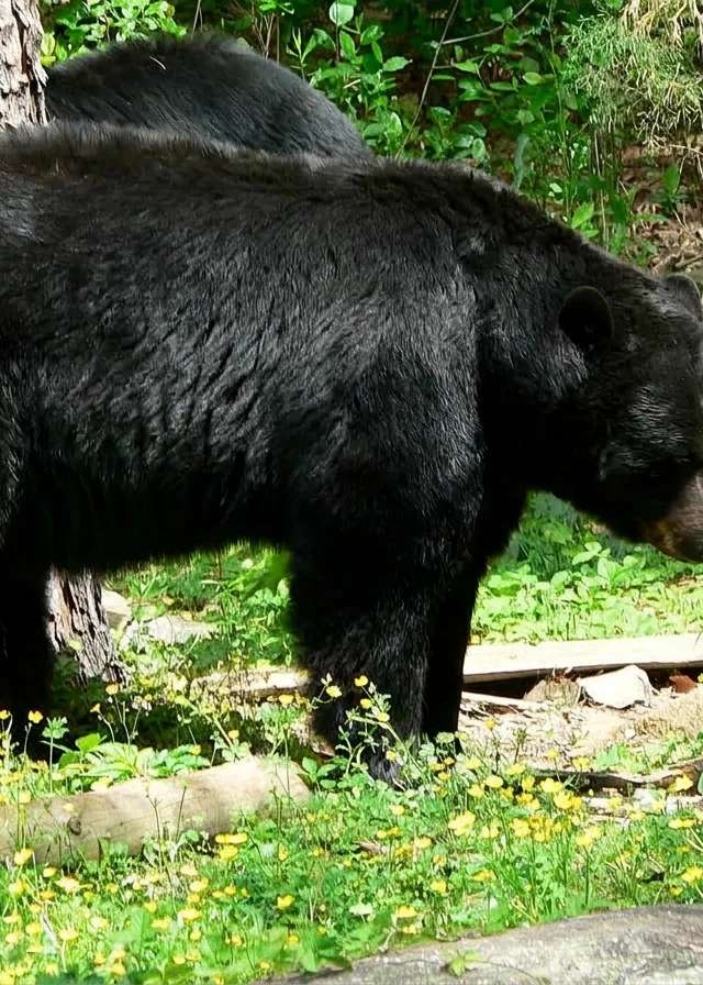 Photo de Bear Facts (Bradford Crouse) sur la Rive-Sud, Ns