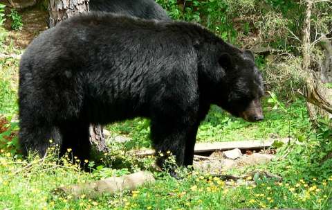 Photo de Bear Facts (Bradford Crouse) sur la Rive-Sud, Ns