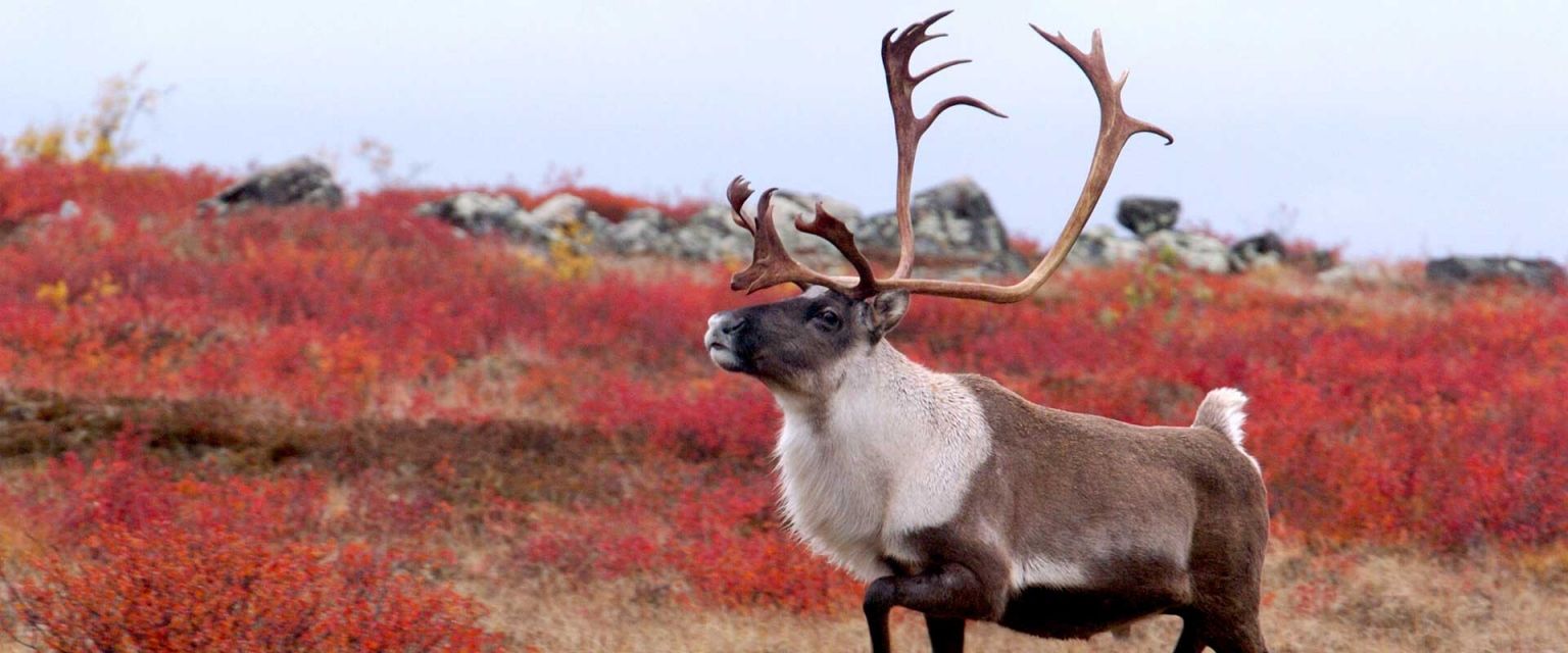 Photo of Sandy Pond Outfitters in Burin Peninsula, NL