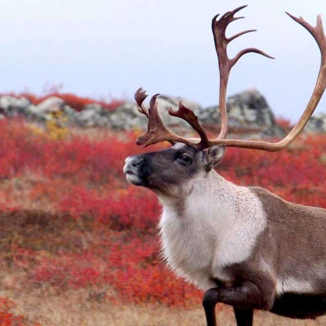 Photo of Sandy Pond Outfitters in Burin Peninsula, NL