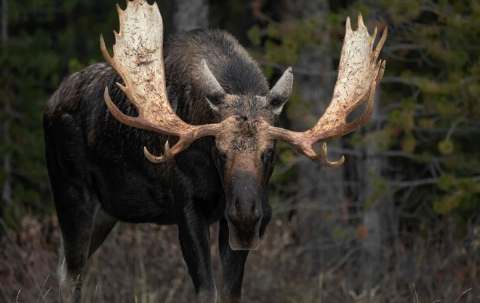 Photo of A1 Hunts Twin Lakes Inc. in Central Newfoundland, NL