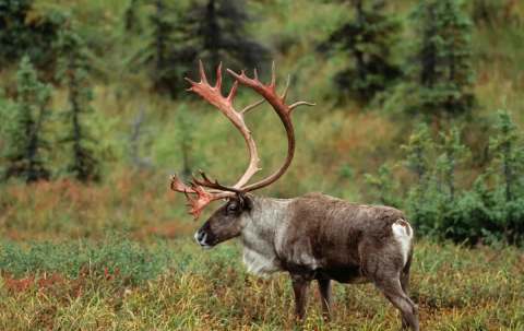 Photo of Adventure Quest Outfitters & Tours Ltd. in West Coast, NL