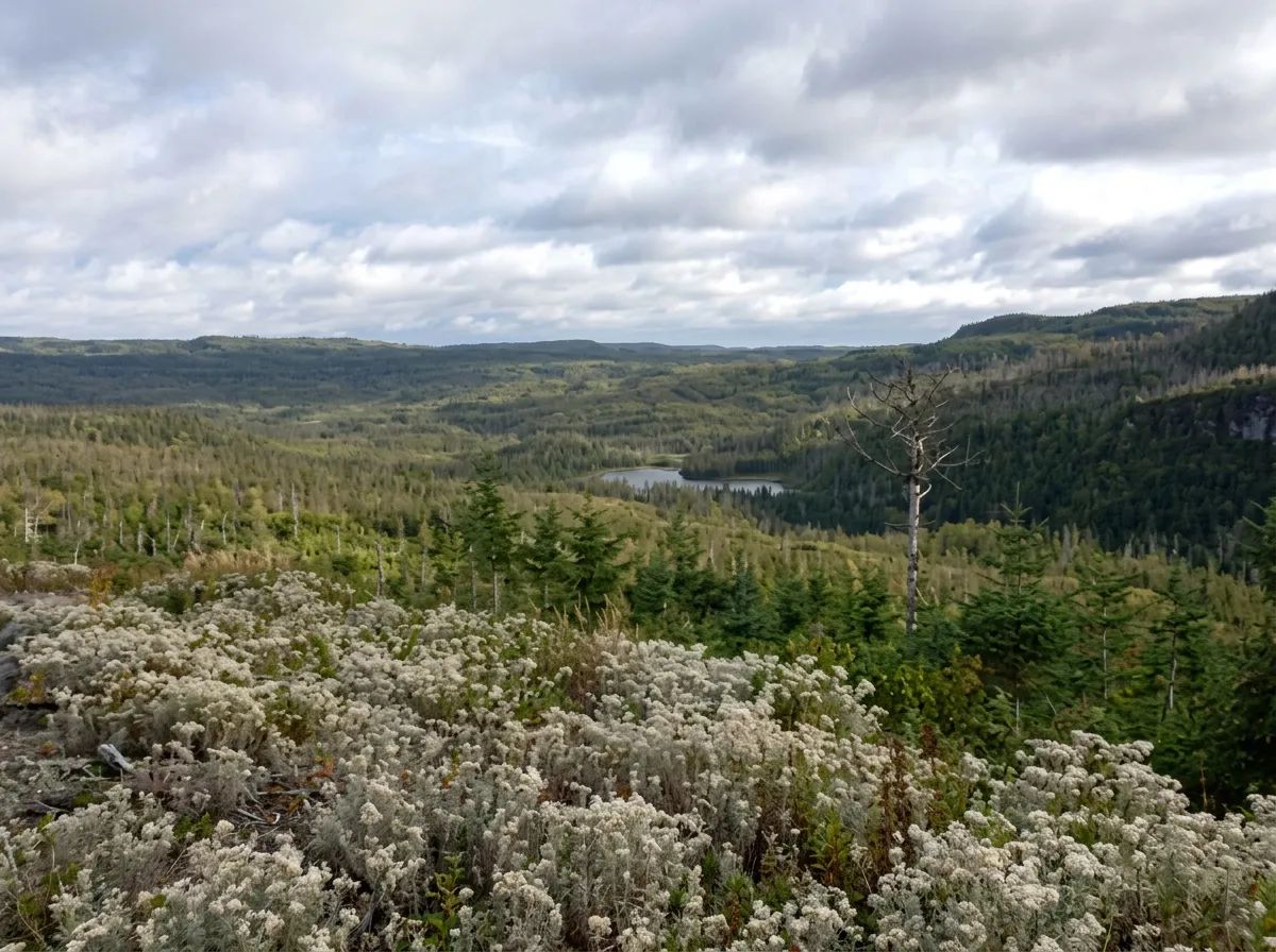 Photo de West Woods Outfitters sur la Côte Ouest, Nl
