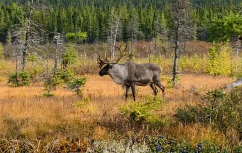 Photo of March & Mill Outfitters in Central Newfoundland, NL