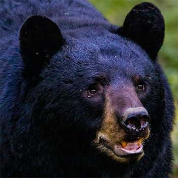 Black bear hunting at Camps Lac-aux-Sables, Abitibi-Témiscamingue, Quebec