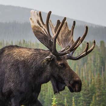 Moose hunting at Camps Lac-aux-Sables, Abitibi-Témiscamingue, Quebec