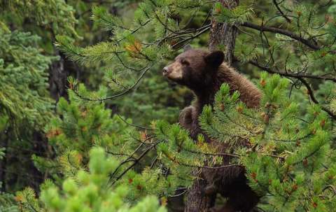 Photo of B et R Chasse à l'Ours in Outaouais, QC