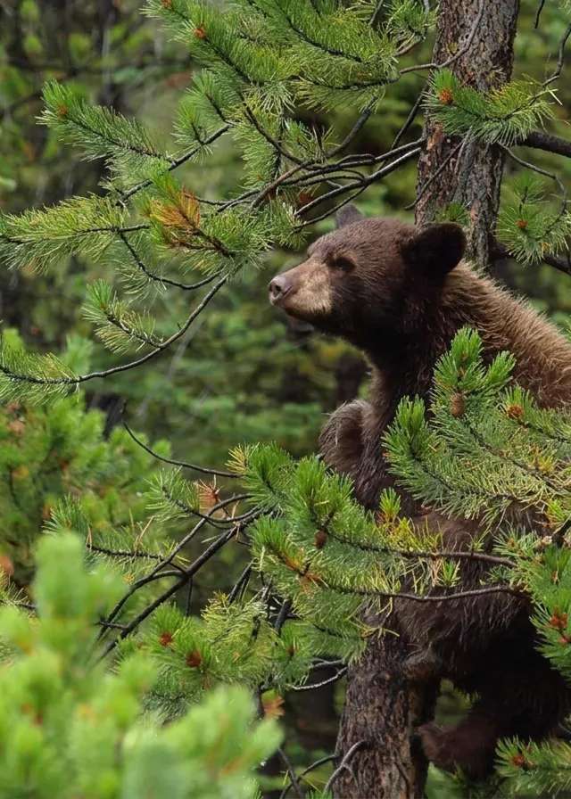 Photo of B et R Chasse à l'Ours in Outaouais, QC