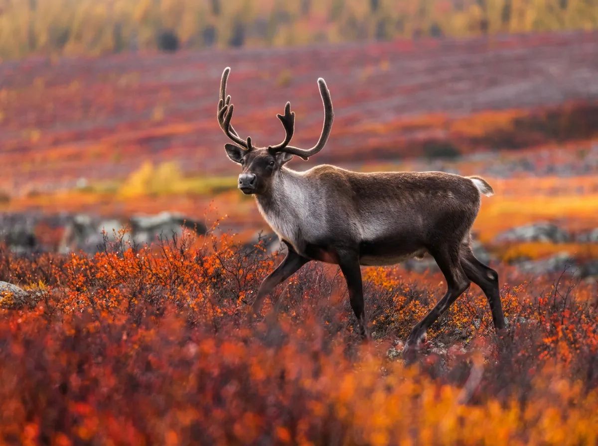 Photo de Club de Chasse et Pêche Tuktu au Nunavik, Qc