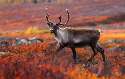 Photo of Club de Chasse et Pêche Tuktu in Nunavik, QC