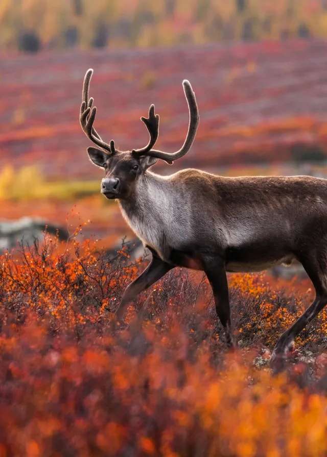 Photo of Tuktu Hunting and Fishing Club in Nunavik, QC