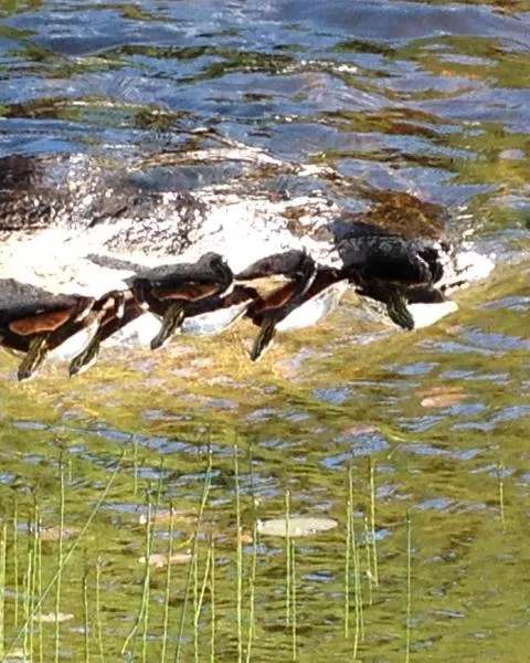 Turtles on the lake at Perch Lake Lodge, Sunset Country, Ontario