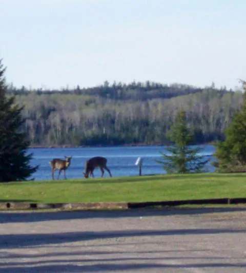Local wildlife at Perch Lake Lodge at Perch Lake Lodge, Sunset Country, Ontario