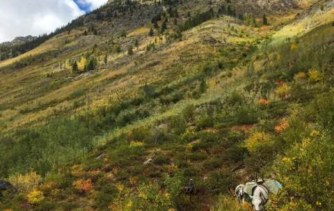 Photo of A Bar Z Outfitters Ltd. in Kootenays, BC