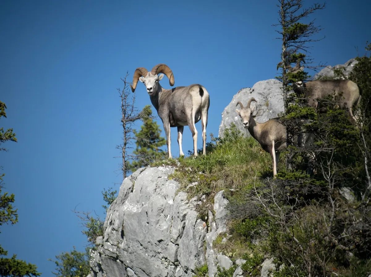 Photo de Ashnola Guide Outfitters dans les Okanagan, Bc
