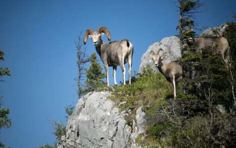 Photo of Ashnola Guide Outfitters in Okanagan, BC