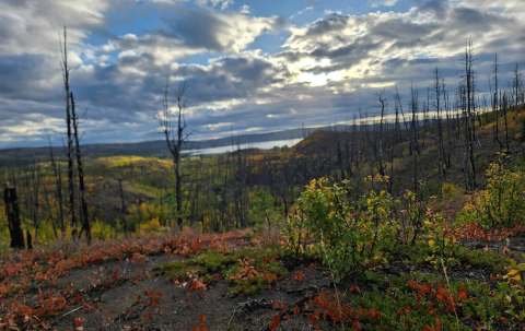 Photo of Chilanko Forks Outfitters in Cariboo, BC
