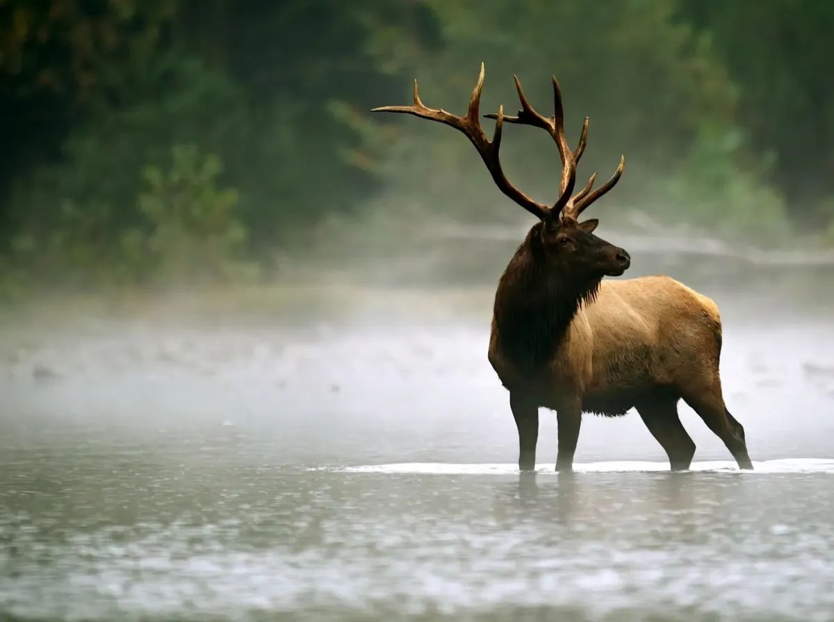 Photo of Drop-Tine Outfitting in Alberta